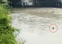 Gagal Beraksi, Copet Pasar Tugu Pahlawan Lompat Sungai Tewas