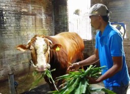 Sapi Gemoy asal Pakal Dipilih Presiden Prabowo Untuk Qurban
