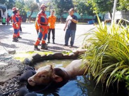 Ngamuk, Sapi Kurban Dinas Pendidikan Jatim Tercebur Kolam