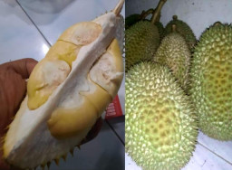 Durian Bali, Sumatera dan Kalimantan Banjiri Pasuruan