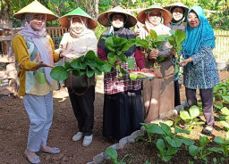 Ketika Usaha Mebel Meredup, Warga Krapyakrejo Menanam Harapan Lewat Wisata Sayur