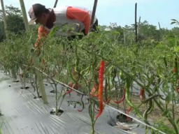Puluhan Hektar Cabai Terancam Gagal Panen