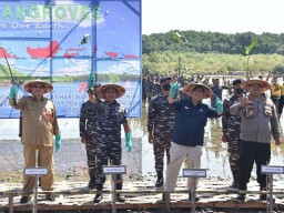 Koarmada II Tanam 25000 Batang Pohon Mangrove