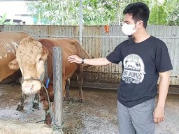 Jelang Idul Adha 1443 H, Wabah PMK Merajalela