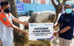 Pelindo 3 Salurkan 127 Sapi dan 145 Kambing Kurban