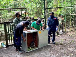 91 Satwa Endemik di Repatriasi dari Filipina