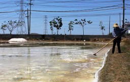 Kemarau Panjang, Petani Pakal Panen Garam