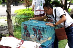 Polisi Tangkap Penyelundup Burung Asal Papua