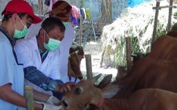 Pemeriksaan Hewan Kurban Temukan Sapi Cacingan