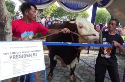 Presiden Salurkan Hewan Kurban ke 34 Provinsi