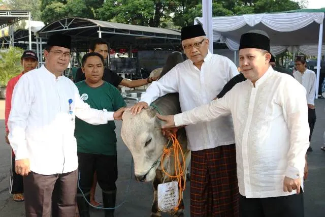 Bank Indonesia Beli Hewan Qurban Dari Peternak Binaan