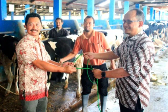 PT Pelindo III Bantu Peternak Sapi Rp 1,86 Miliar