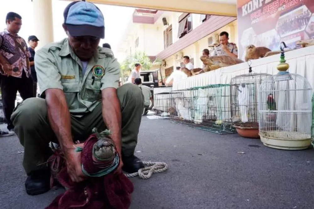 Warga Pandaan Simpan 5 Buaya