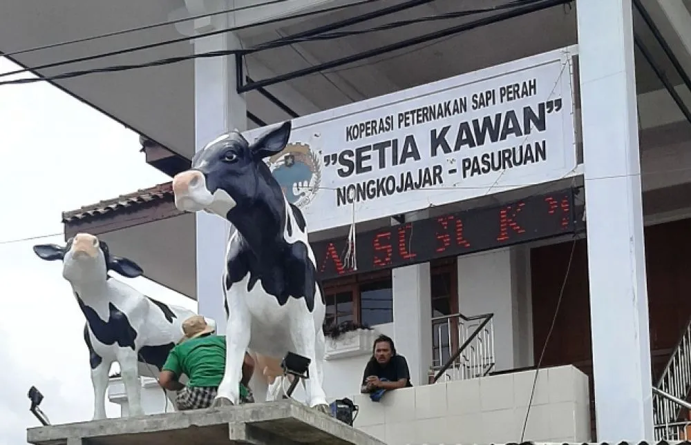 Denmark Gandeng KPSP Setia Kawan Bikin Susu