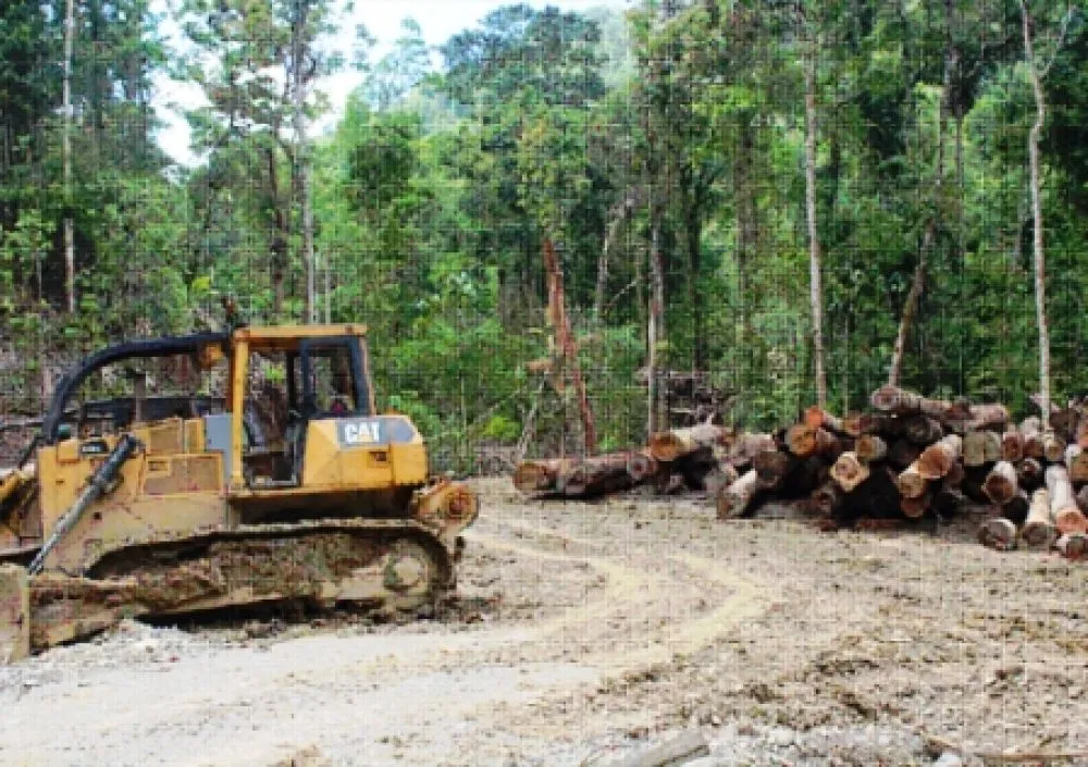 Komisaris CV SBM Ditahan Terkait Illegal Logging