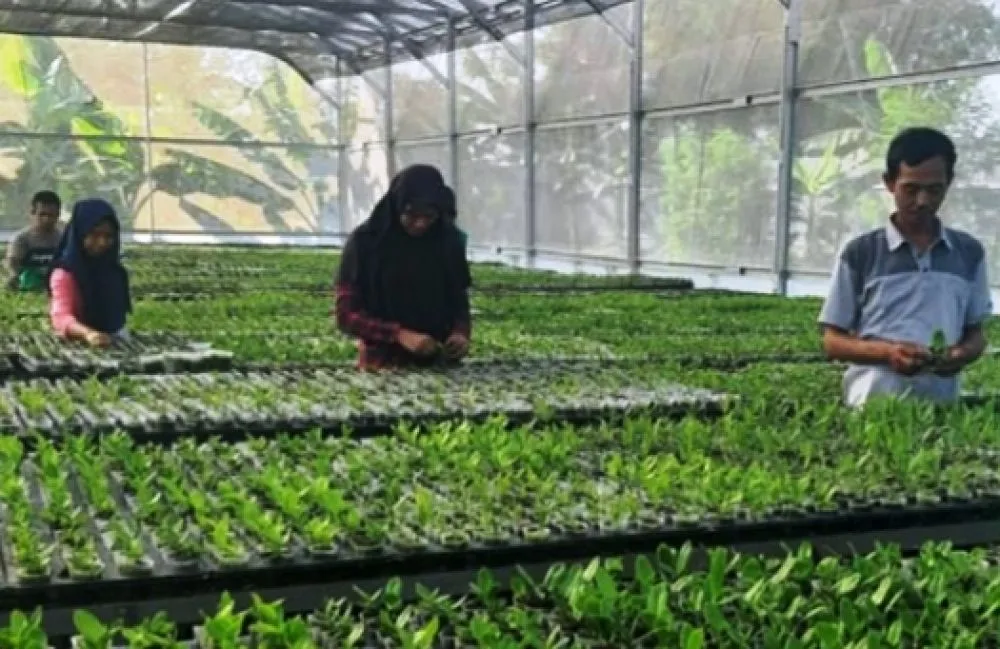 Dampak Corona, Pengusaha Anggrek Merugi Rp 5 M