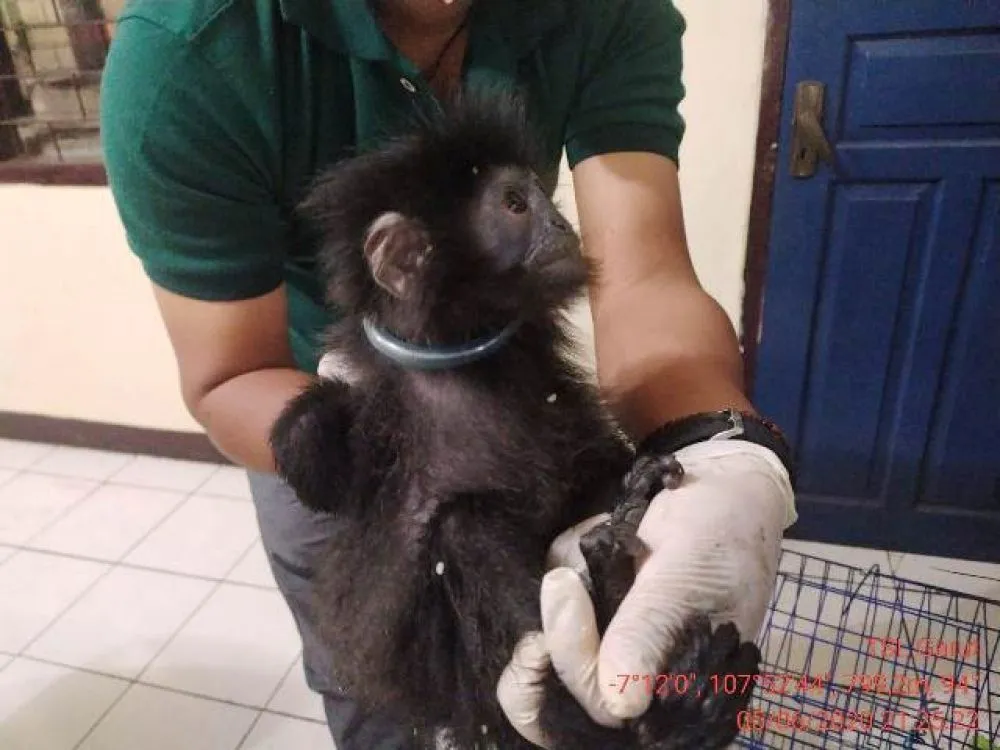 Lutung Jawa Dijual Dengan Harga Rp 700 Ribu