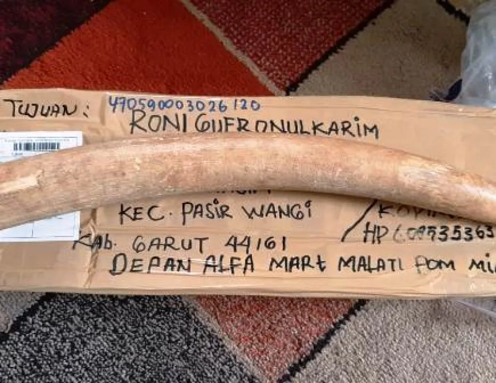 Warga Bogor Jual Pipa Rokok Gading Gajah Sumatera