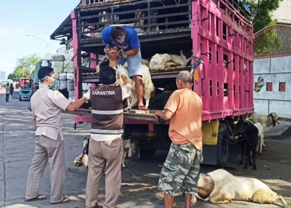 10 Ribu Kambing Jawa Timur Dikirim Luar Pulau
