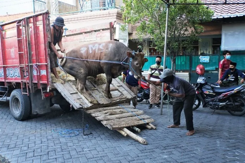 Pelindo 3 Salurkan 129 Sapi dan 223 Kambing