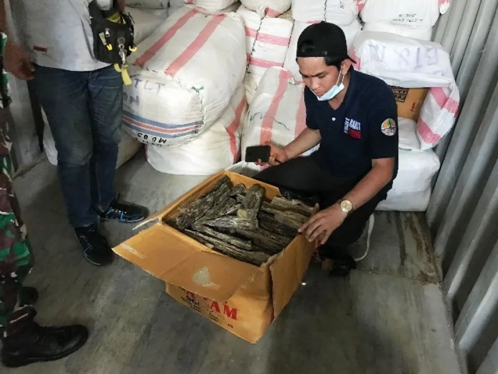 KLHK Amankan Kayu Gaharu 1.950 Kg