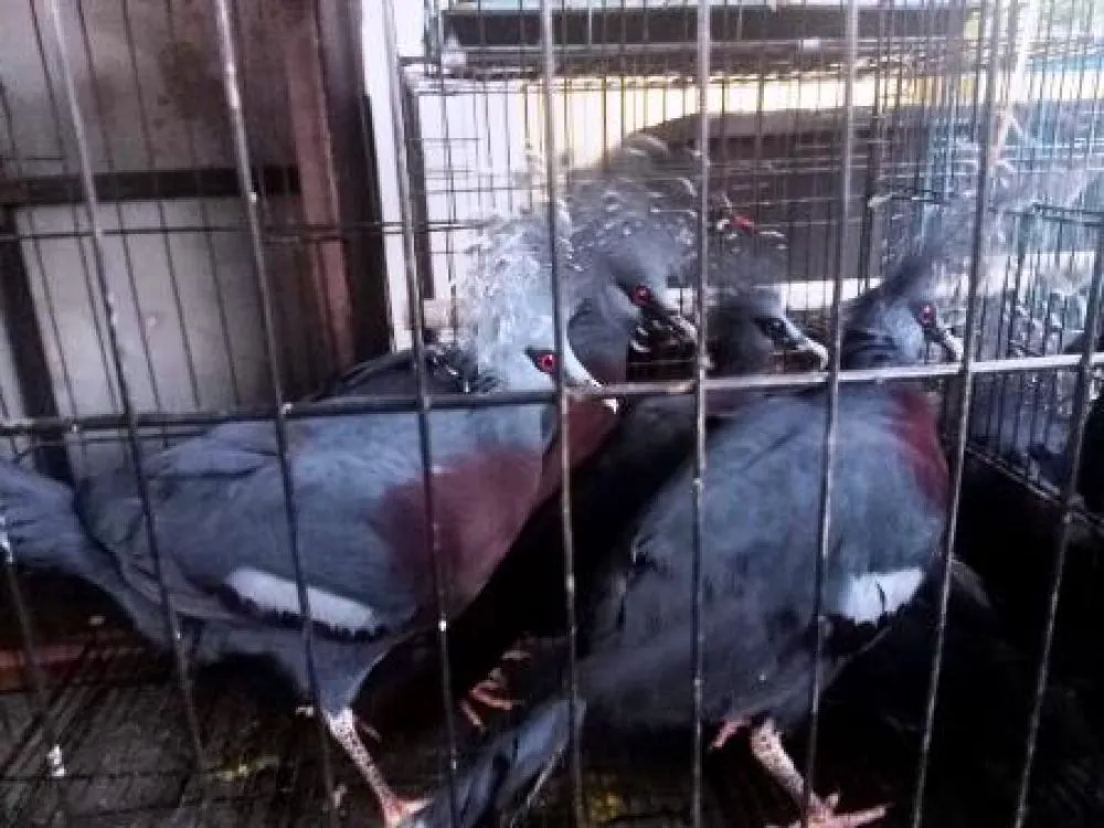 KLHK dan Polisi Sita 135 Ekor Burung Dilindungi