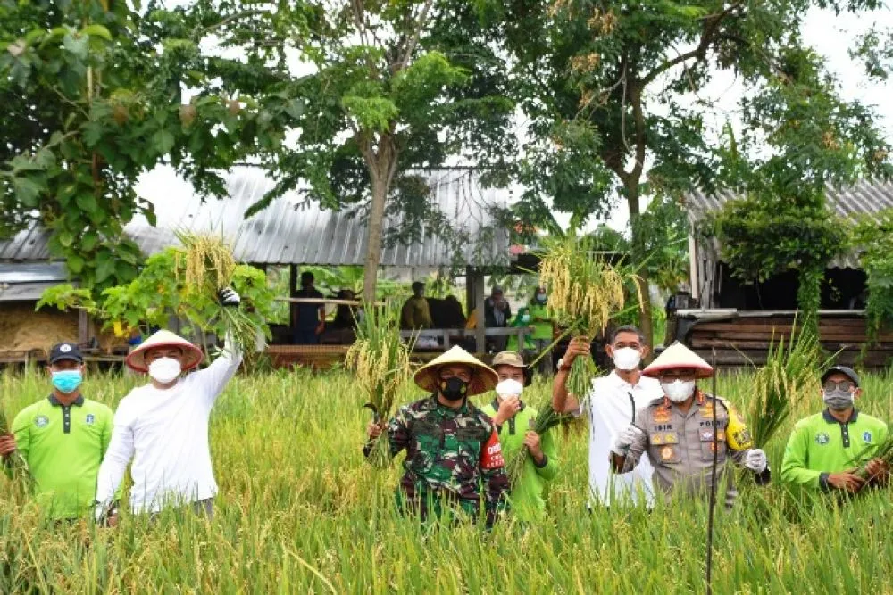 Warga Pakal Panen Raya Ditengah Pandemi