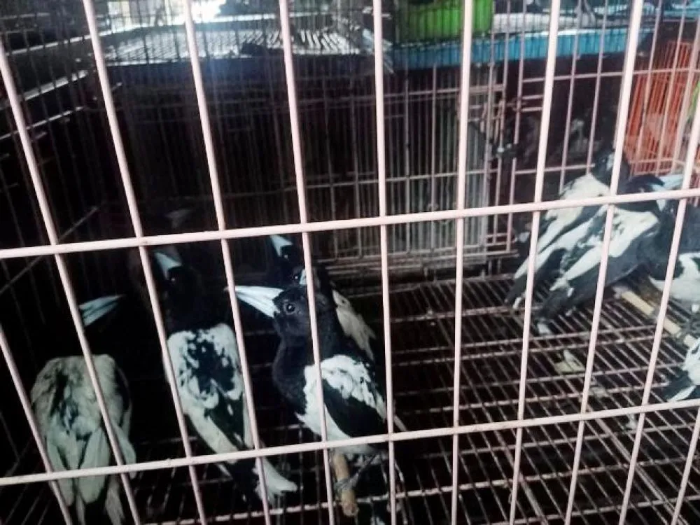 Pilot Trigana Air Tersangka Selundupan Burung Papua