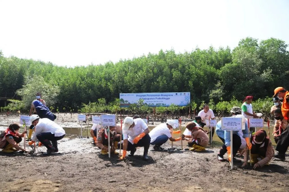 Pelindo Tanam 85 Ribu Bibit Mangrove di Probolinggo