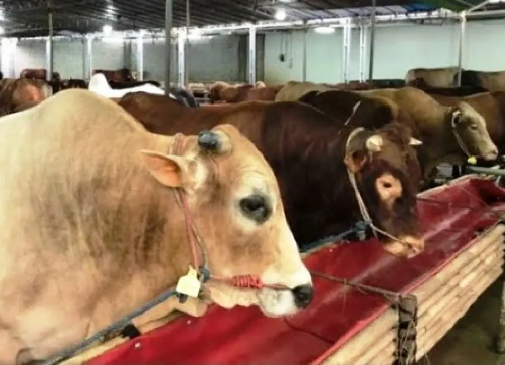 Pemprov DKI Minta Harga Sapi Idul Adha Turun