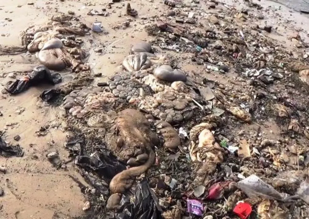 Jeroan, Kaki dan Kepala Hewan Kurban Berserakan di Pantai Sepinggan