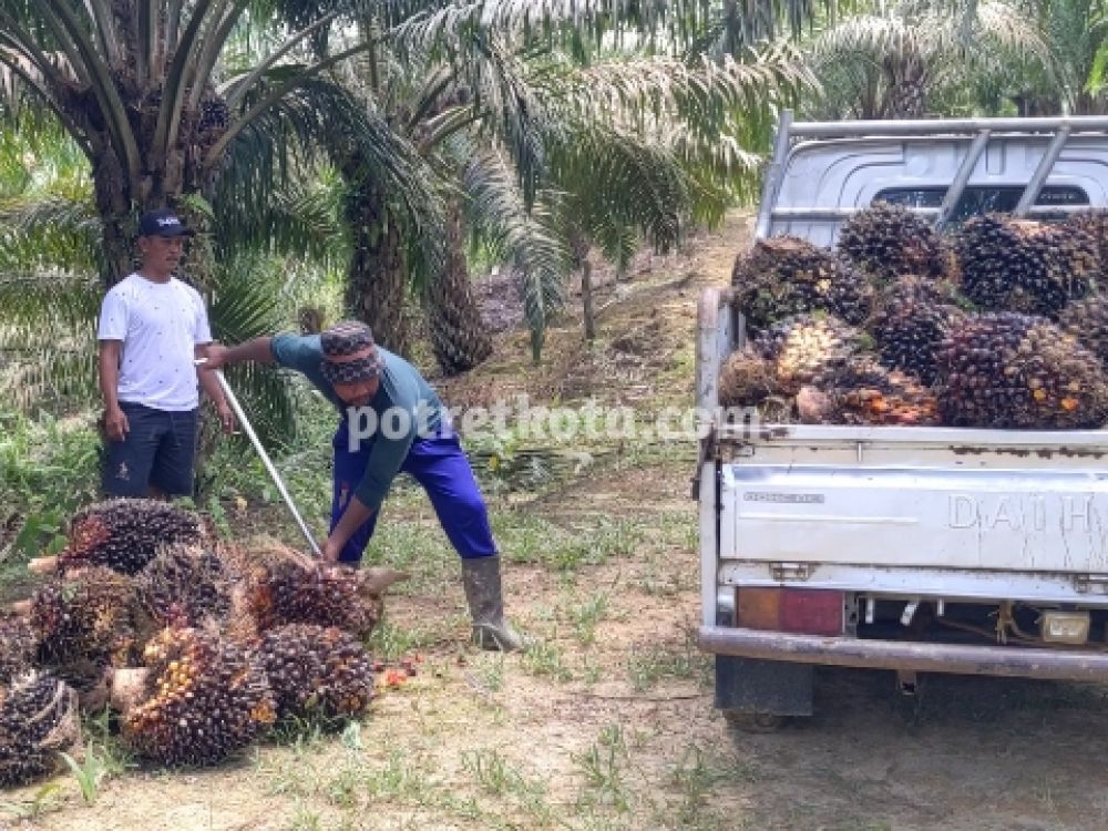 Petani kelapa sawit di IKN terpaksa panen meski rugi.