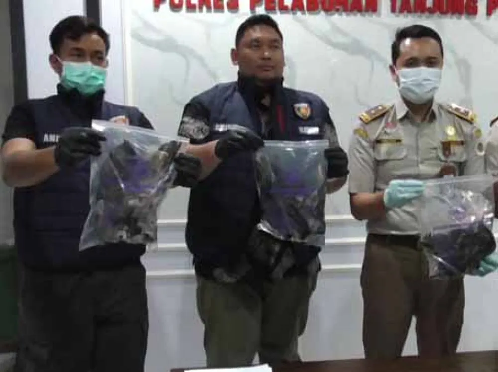 Burung Gagak Hitam untuk Guna-guna Gagal Dikirim