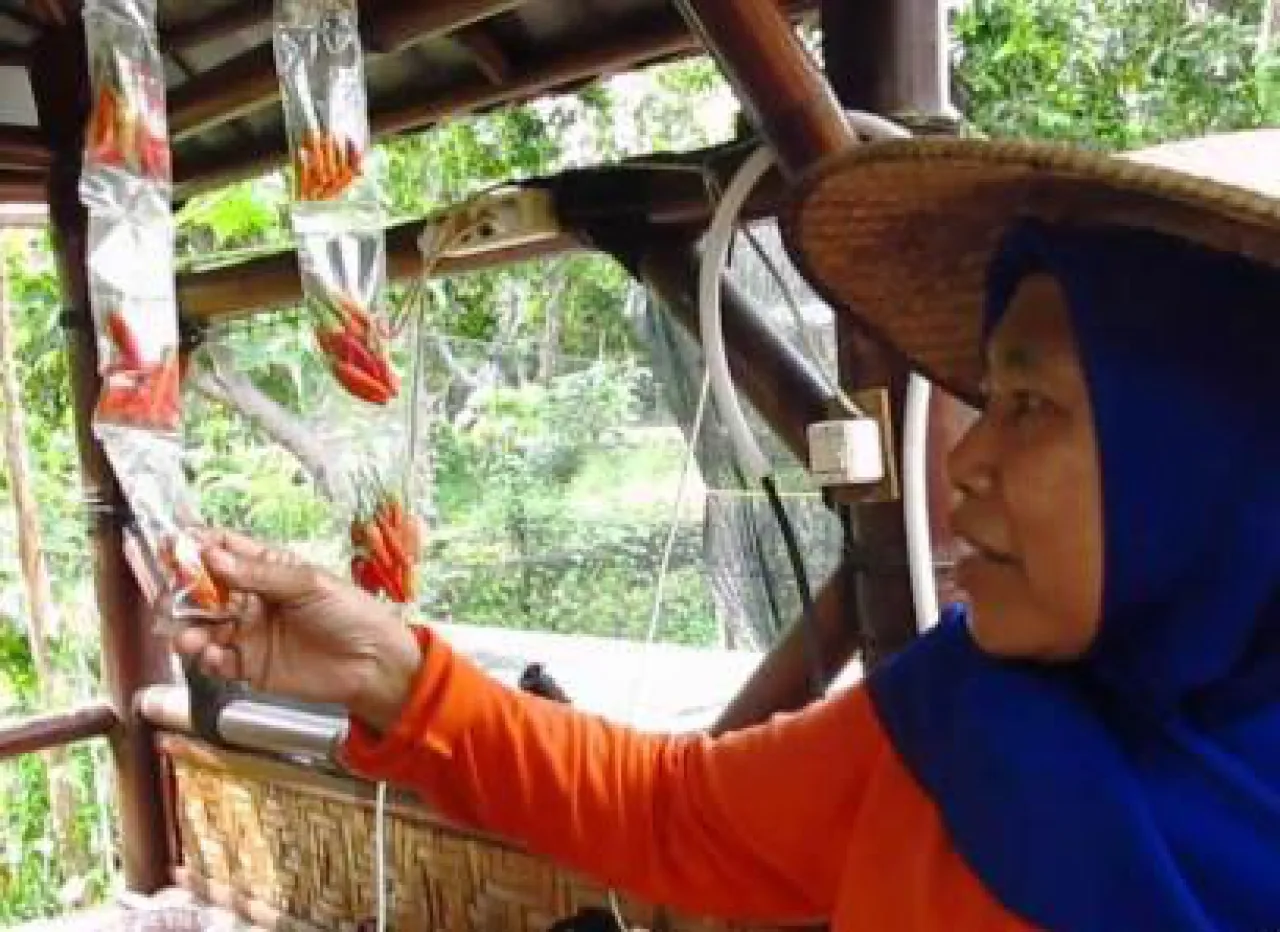 Cabai Sachet Solusi Hadapi Lonjakan Harga Jelang Nataru