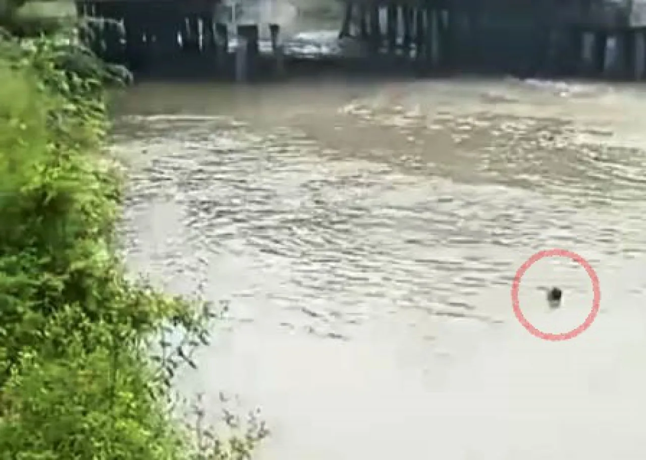 Gagal Beraksi, Copet Pasar Tugu Pahlawan Lompat Sungai Tewas