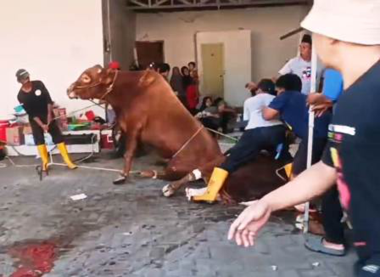 Kurban di Jalan Tambak Medokan Ayu, Surabaya.