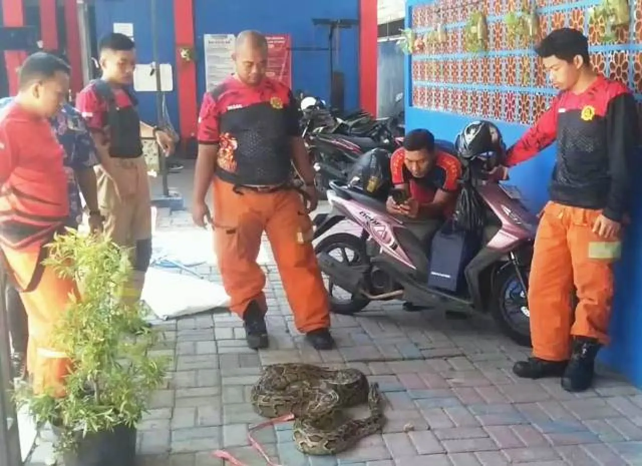Ular Piton Sembunyi di Lantai Rumah Warga Panduk Kalirungkut