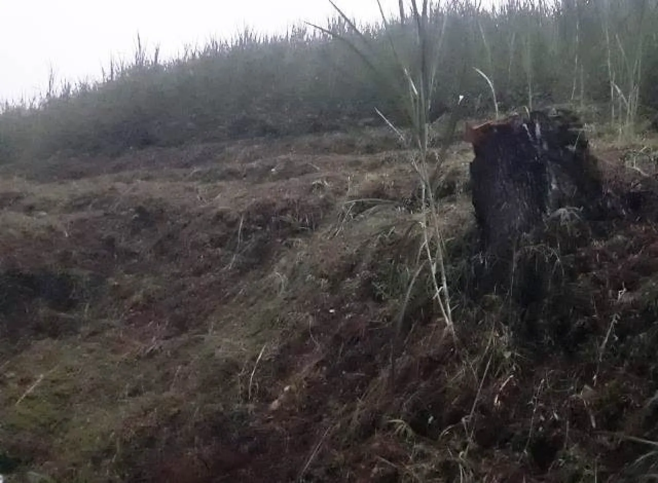 Ancaman Bencana Akibat Hutan Nongkojajar Dibabat Perhutani
