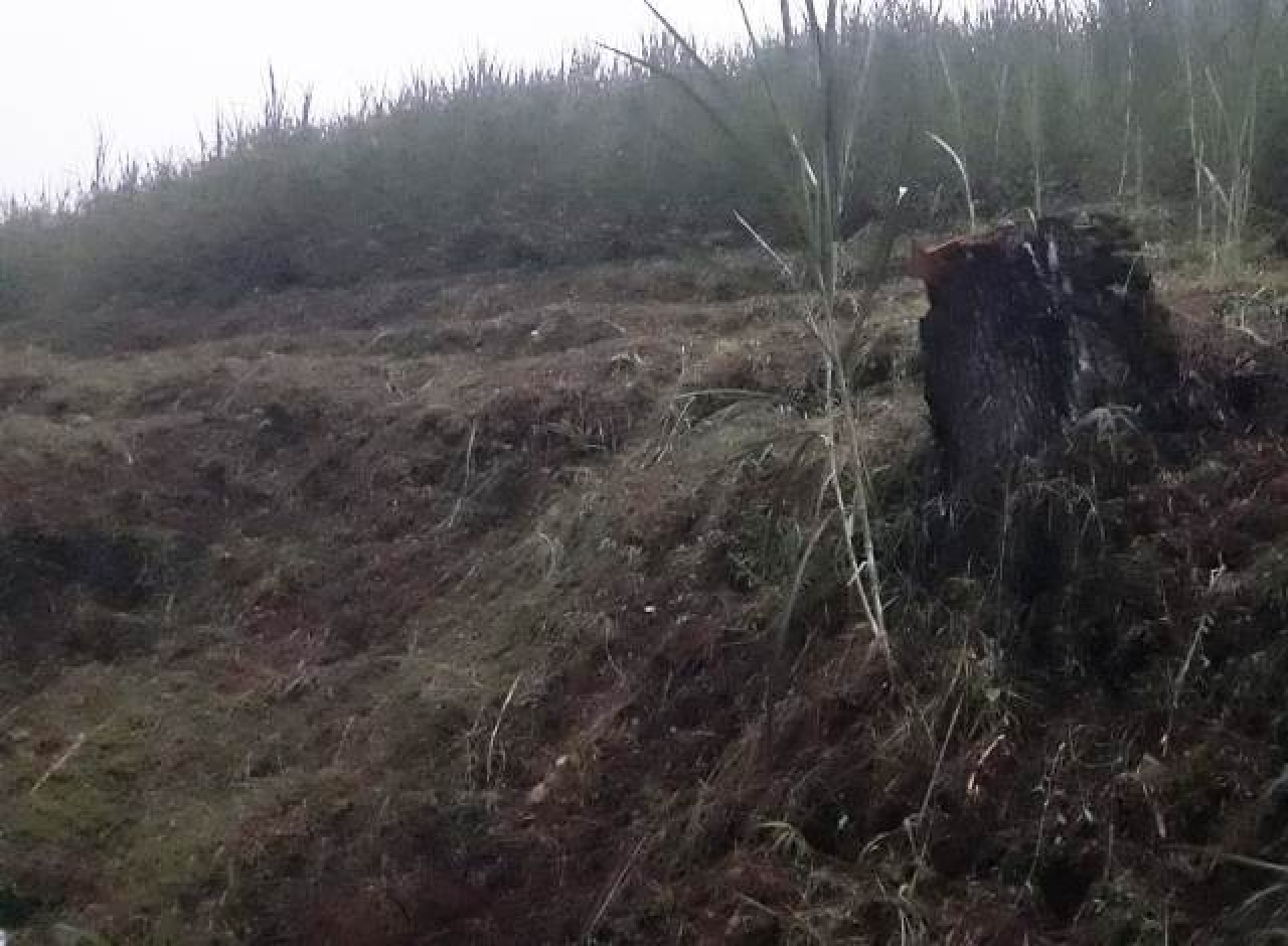 Ancaman Bencana Akibat Hutan Nongkojajar Dibabat Perhutani