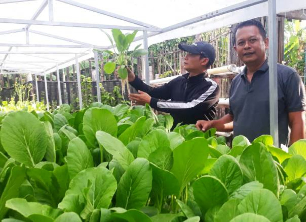 Sawi Shinta Tumbuh Subur Berkat Inovasi Greenponik Randusari
