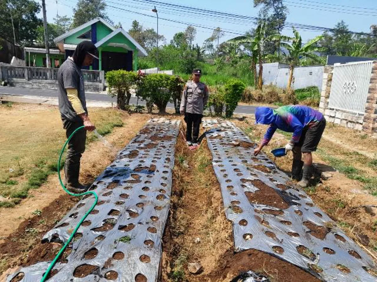 Bawang Putih Jadi Andalan Ketahanan Pangan Desa Tlogosari