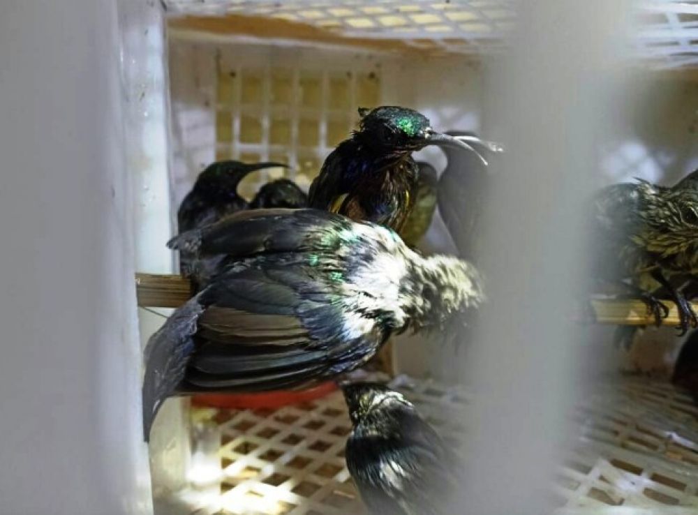 Burung masuk ke Pelabuhan Bakauheni secara ilegal