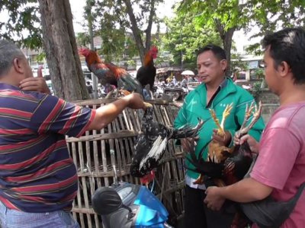 Masturi, pedagang ayam kampung saat melayani pelanggan di Jalan Pegirikan, Surabaya, Rabu, (22/03/2023).