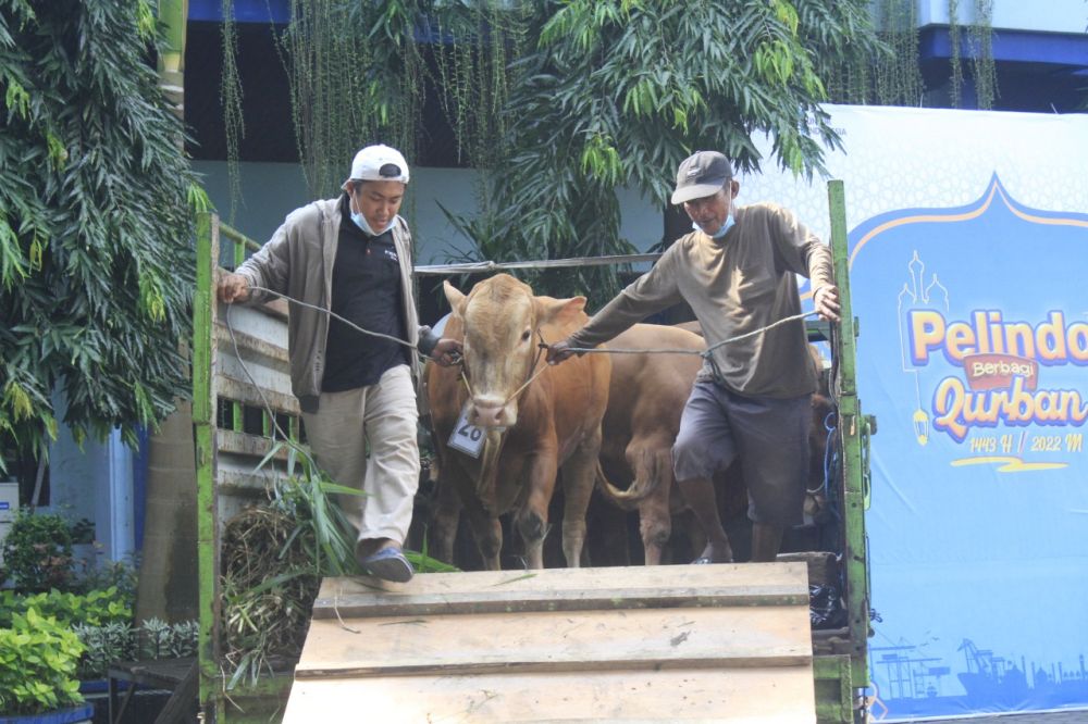 Pelindo Salurkan Ratusan Hewan Kurban