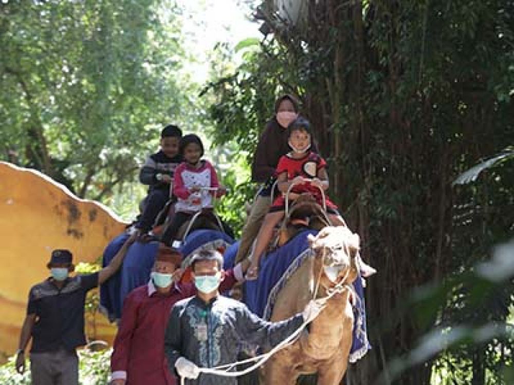 Wahana naik Onta di Surabaya Zoo.