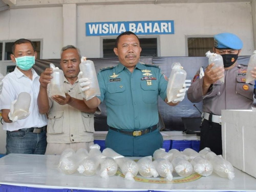 Lanal Danlanal Banyuwangi Letkol Laut (P) Ansori bersama Pasintel, Tim SFQR, serta Perwira Staf Lanal Banyuwangi bersama Pihak dari Karantina Ikan dan Polsek KPPP Tanjung Wangi saat merilis hasil tangkapan Tim SFQR TNI AL Lanal Banyuwangi, Koarmada II.