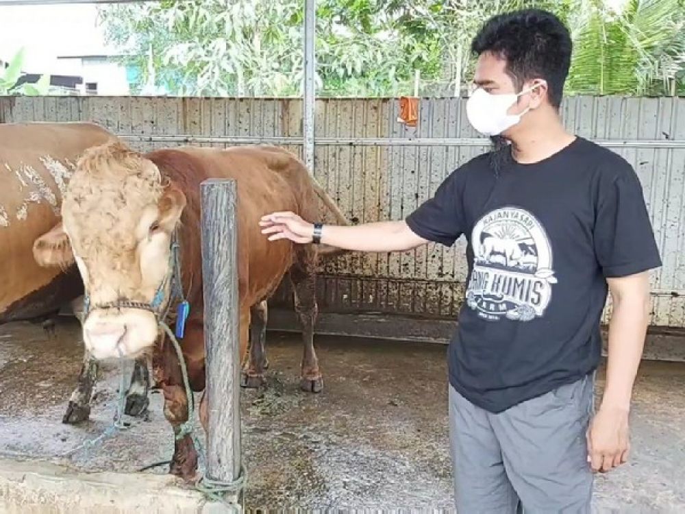 Peternakan sapi di Balikpapan, Kalimantan Timur.