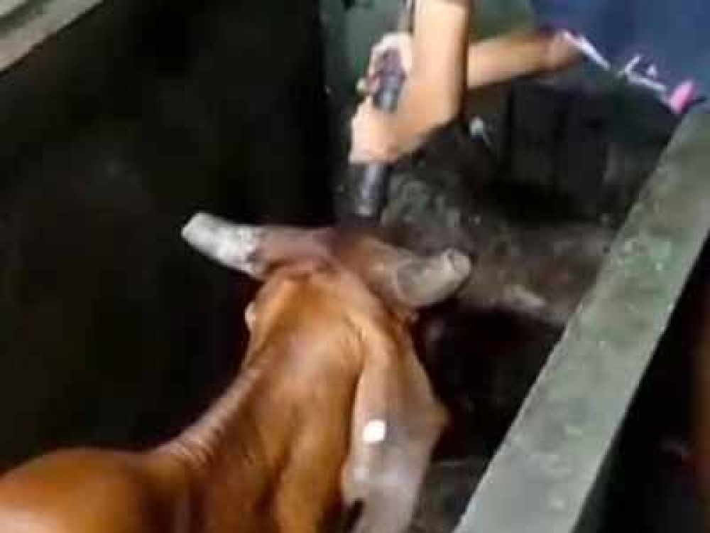 Tangkapan layar video viral 'Tembak Kepala Sapi'.