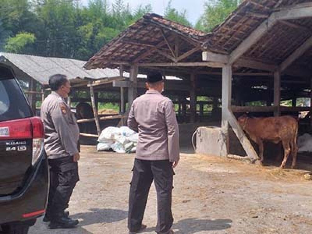 Satgas Pangan Polda Jatim saat meninjau ternak sapi.