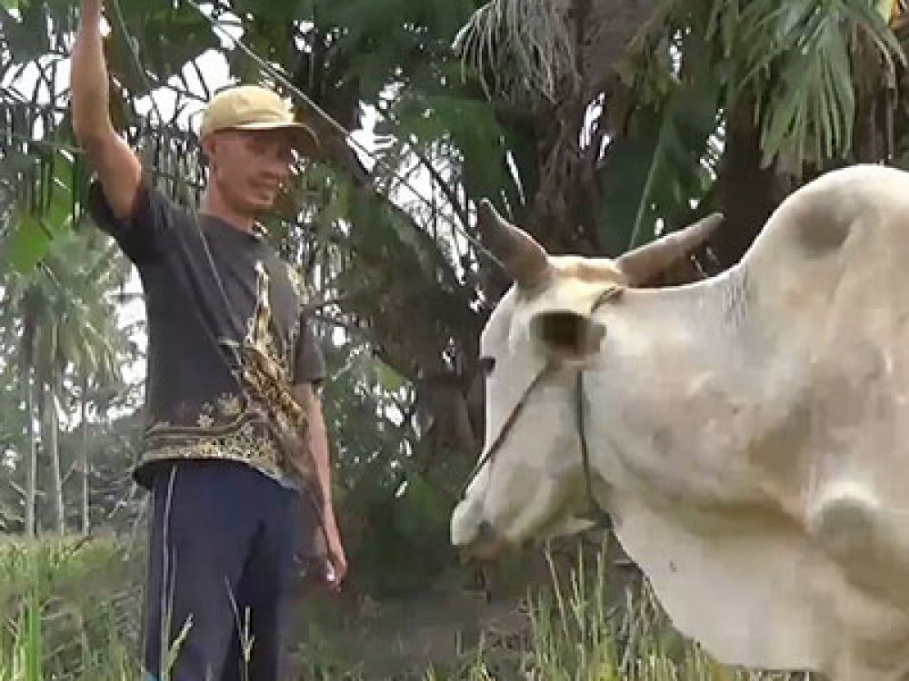 Peternak di Lampung berinteraksi dengan sapi.